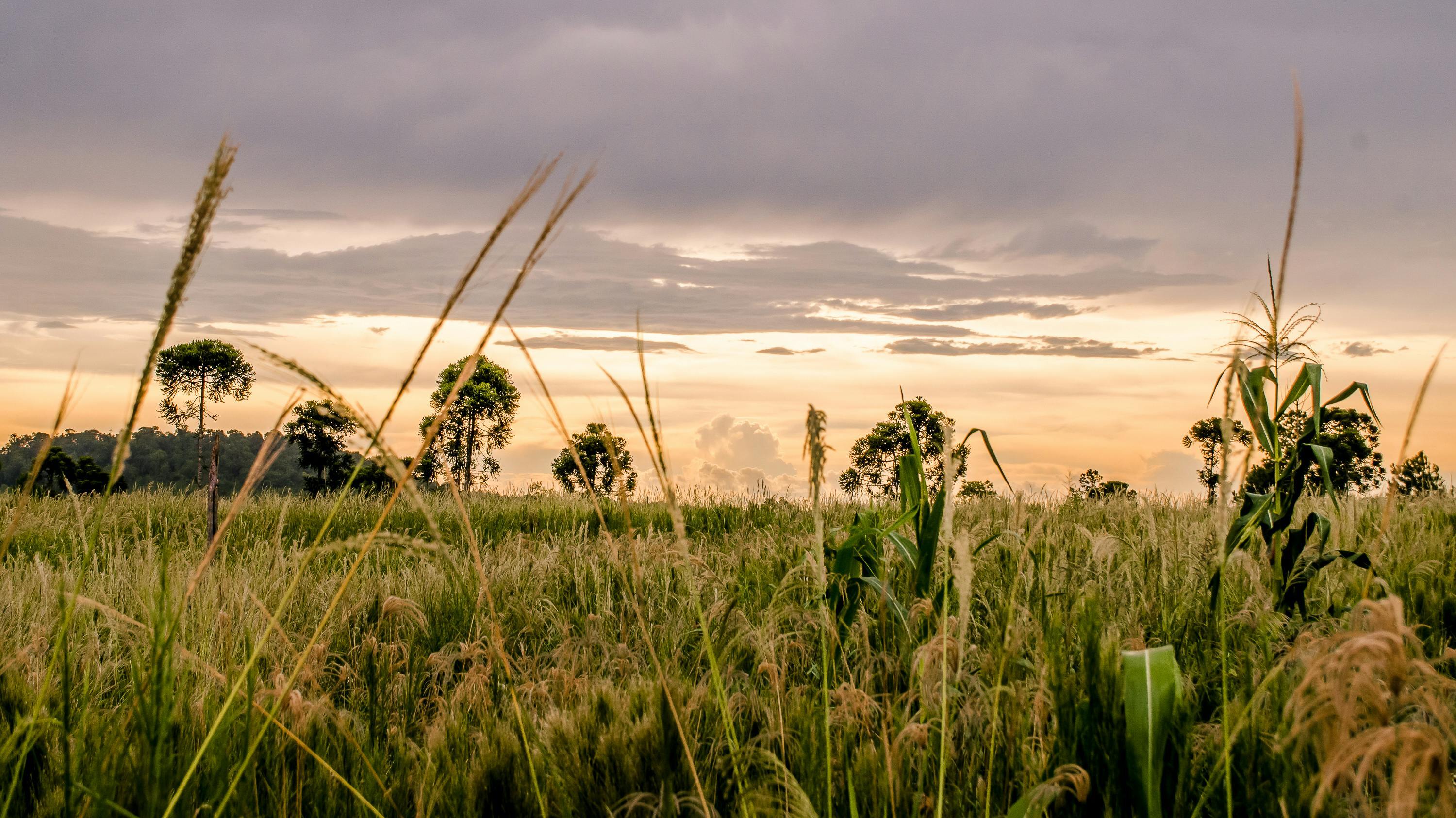 Campo dorado al atardecer representando bienestar y plenitud